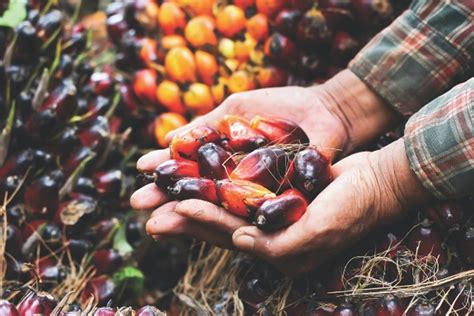 Sustainable Palm Oil: A Malaysian Journey Towards Responsible Cultivation –  Unveiling the Green Tapestry of an Ancient Industry